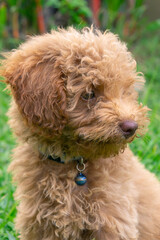 Cute puppy Toy Poodle sit at green garden