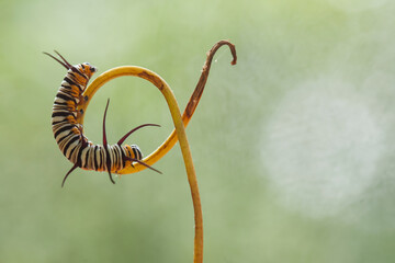 Beautiful Caterpillar on Fern