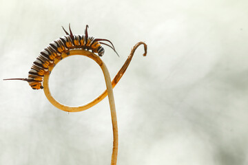 Beautiful Caterpillar on Fern
