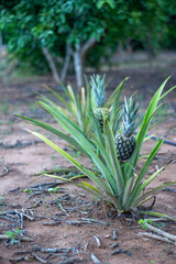 Obraz premium Abacaxi plantado em uma fazenda