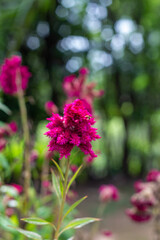 Close up de flores de primavera e verão