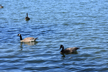 country goose branta canadensis