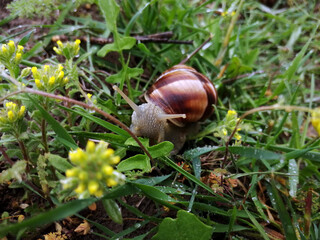 snail