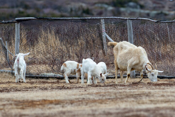 Obraz premium Small baby domestic goats playing in a field within a fenced in pen with a nanny goat. The young kids have a red color head with horns and a white body. The mother has tan colored hair. 