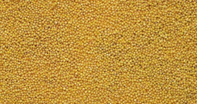 Closeup millet groats rotation, background, texture. Slow motion. Food background.