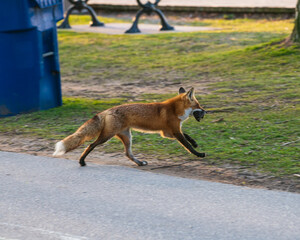 An adult red fox (Vulpes vulpes) returning to it’s den, underneath the popular and busy Boardwalk in Toronto's Beaches neighbourhood,  carrying a dead squirrel in it mouth.