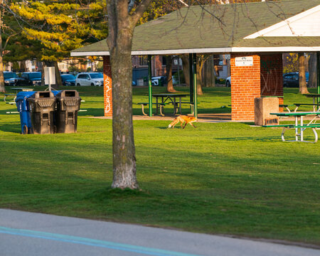 An adult red fox (Vulpes vulpes) leaves it&rsquo;s den, and traverses the popular and busy Boardwalk in Toronto's Beaches neighbourhood, unconcerned by the people and dogs sharing the space.  