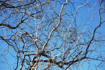 Tree branches texture at Saint Naum area in Lake Ohrid, Macedonia.