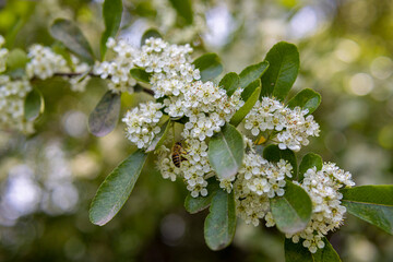 honeybee in flower