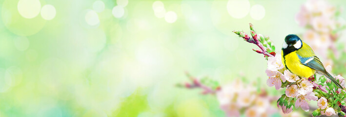 Great tit sitting on a tree branch in spring weather © Thaut Images