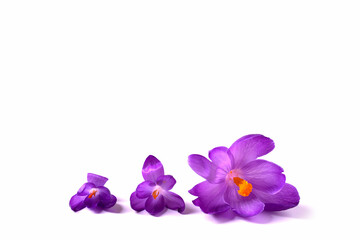 crocuses on white background. Fresh spring flowers.