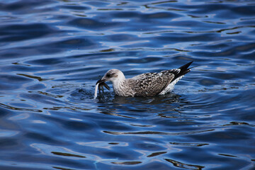 seagull eating in the water