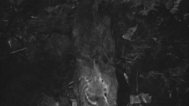 Vintage 16mm Film Black and White of fish swimming in river over a log