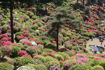 ツツジの咲く寺、塩船観音寺。東京・青梅にある志保船観音寺は、4月から5月にかけ、手入れされた庭園にたくさんのツツジが咲き、素晴らしい景観となる。