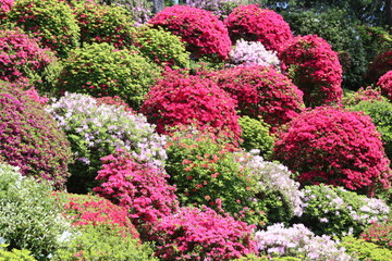 ツツジの咲く寺、塩船観音寺。東京・青梅にある志保船観音寺は、4月から5月にかけ、手入れされた庭園にたくさんのツツジが咲き、素晴らしい景観となる。