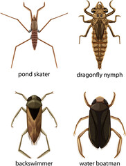 Set of different types of bugs and beetles with name