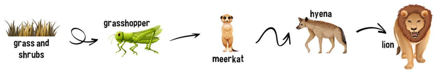 African animal food web on white background