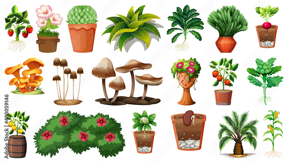 Wall mural Set of different plants in pots isolated on white background