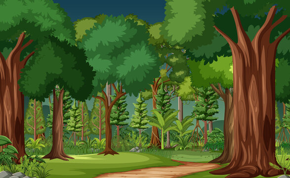 Forest scene with many trees