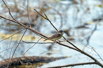 Eastern Kingbird on the lakeshore