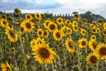 field of sunflowers