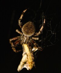 spider on a web