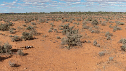 Australian rural landscape in a remote area of rural Outback. Dry harsh climate scenery with iconic red soil
