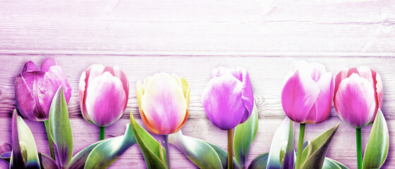 Beautiful tulips. Spring nature background for web banner and card design.