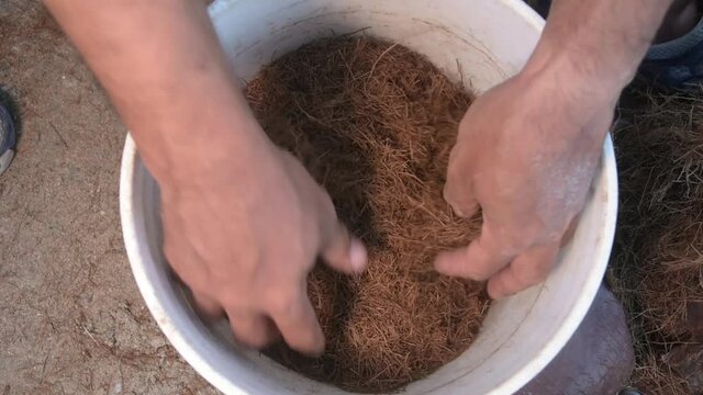 mean hands remove  organic coconut Dry coir fiver close up