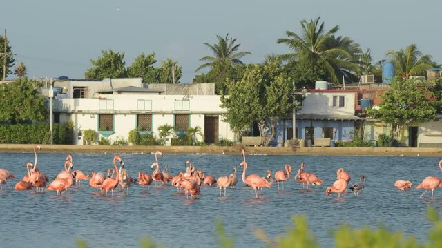 Flamingo Bird Nature Wildlife Reserve los roques