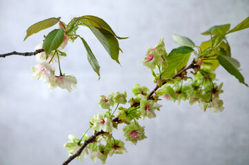 御衣黄桜　ギョイコウザクラ