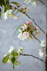 御衣黄桜　ギョイコウザクラ