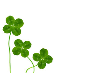 四つ葉のクローバー