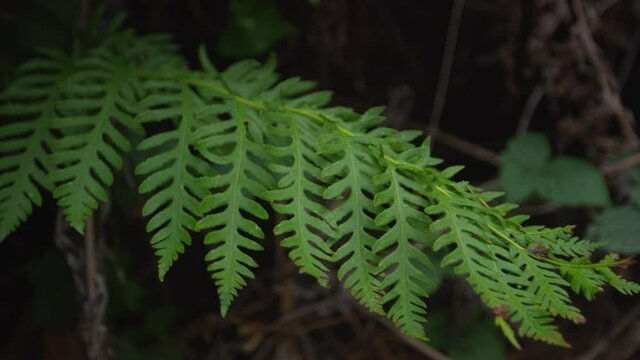 Deer Fern Evergreen Lush Green Plant Leaves Geometric in Northern California