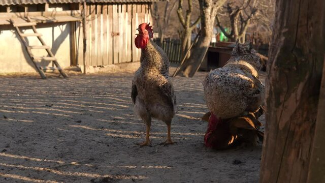 Rooster Copulating A Red Hen