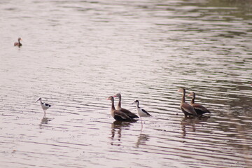 ducks on the lake