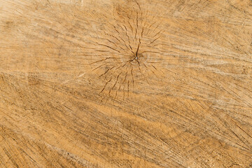 texture, sawed off a large tree, annual tree rings - obrazy, fototapety, plakaty