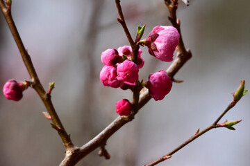 梅の丸いつぼみ