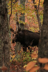Obraz na płótnie Canvas Moose in the wild