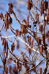 ハンノキの実と青空