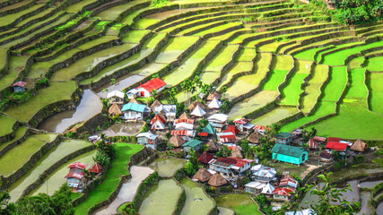 rice terraces