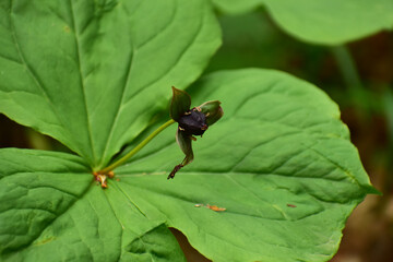 エンレイソウの丸い実