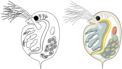 Daphnia in colour and doodle on white background