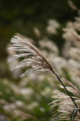 朝日が当たるすすきの穂