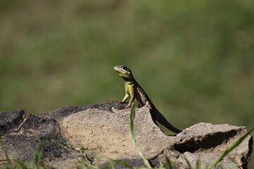lizard on a stone