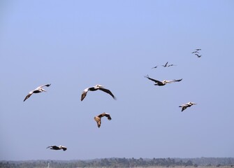 volando