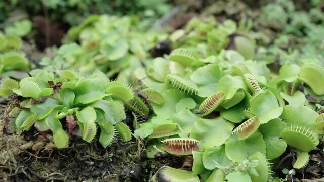 Venus flytrap is a predatory plant that traps and digests its prey, mostly insects and arachnids. The flytrap has a hinged trap structure divided into 2 cloves

