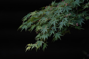 green maple leaves in the forest