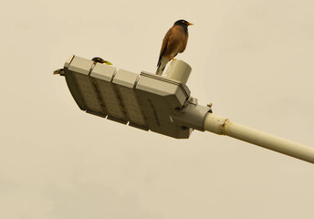 blackbird on a lamppost