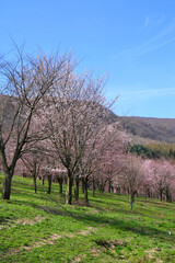 桜峠公園の桜（福島県・裏磐梯）